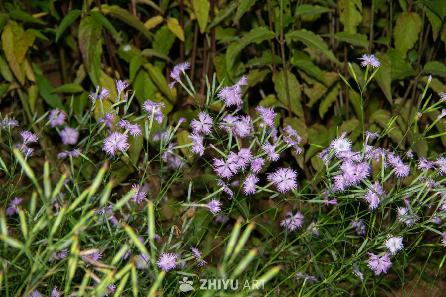 中药材与药材花 56