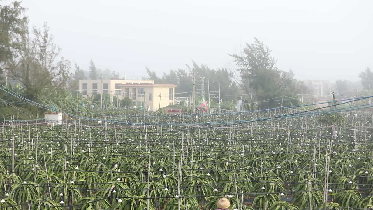 火龙果