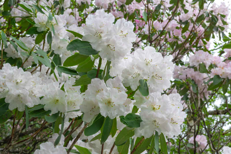杜鹃花 23
