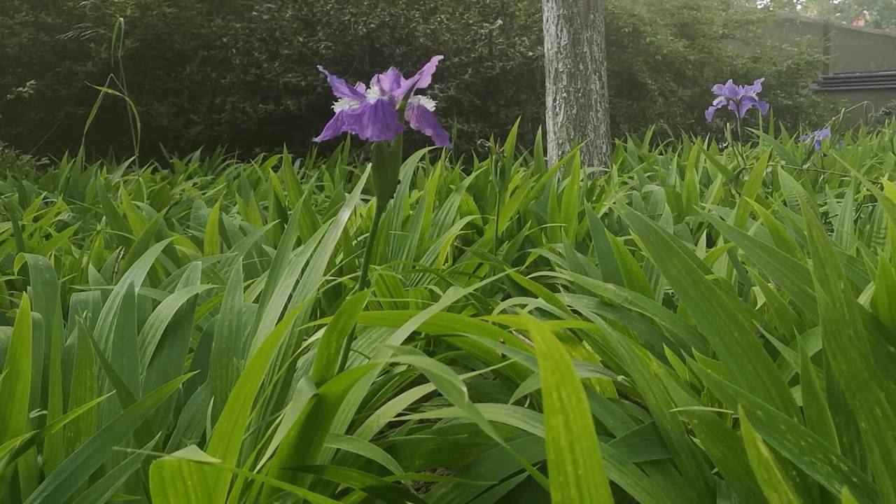 花园中的紫色花海
