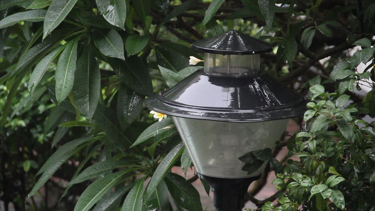 大雨中的路灯和鸡蛋花树