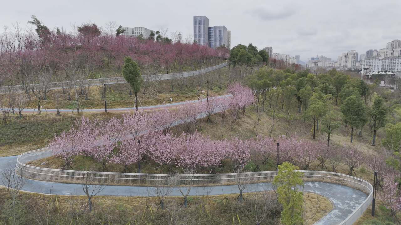 城市中的樱花公园