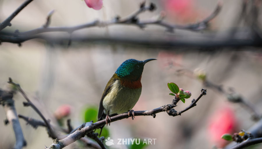 上帝总会给笨鸟准备些矮树枝的