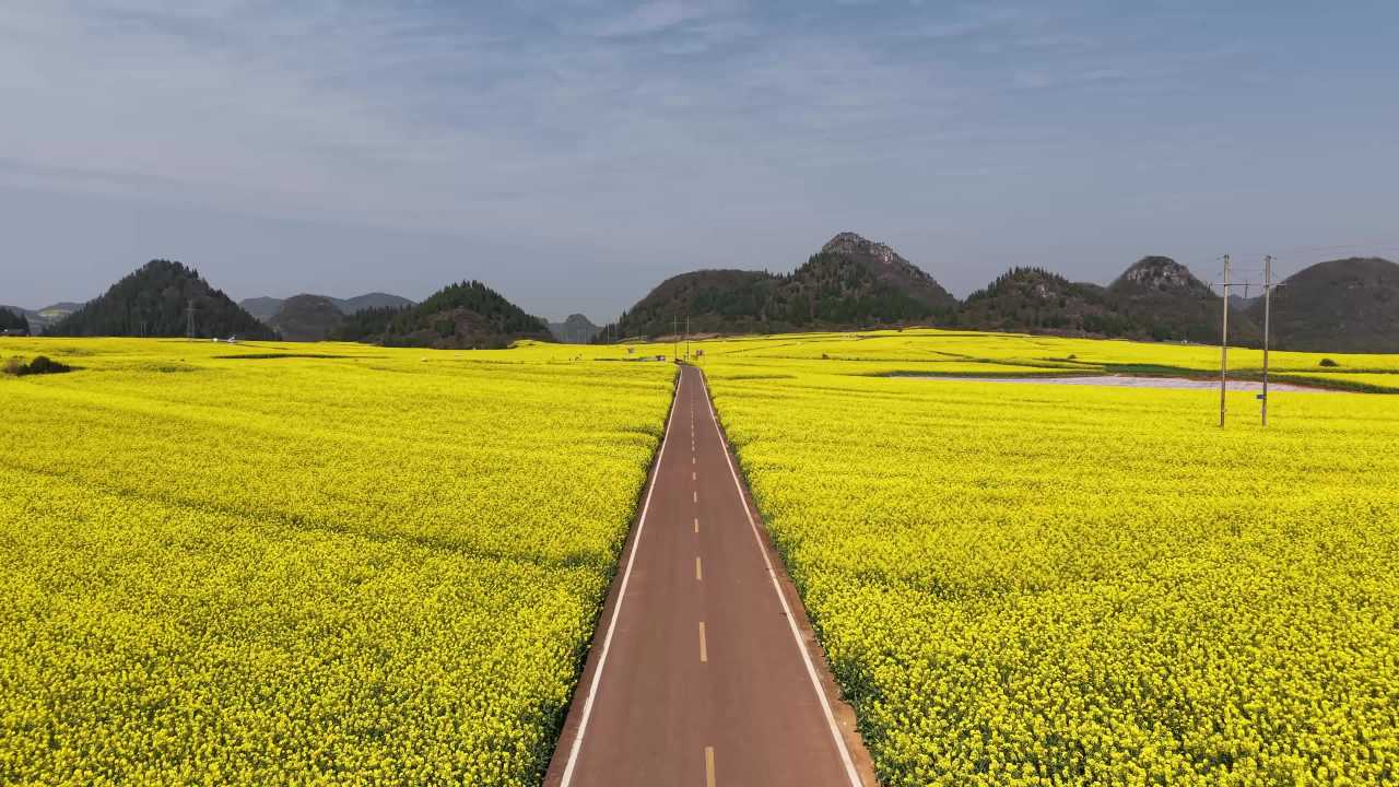 油菜花田中的公路之旅