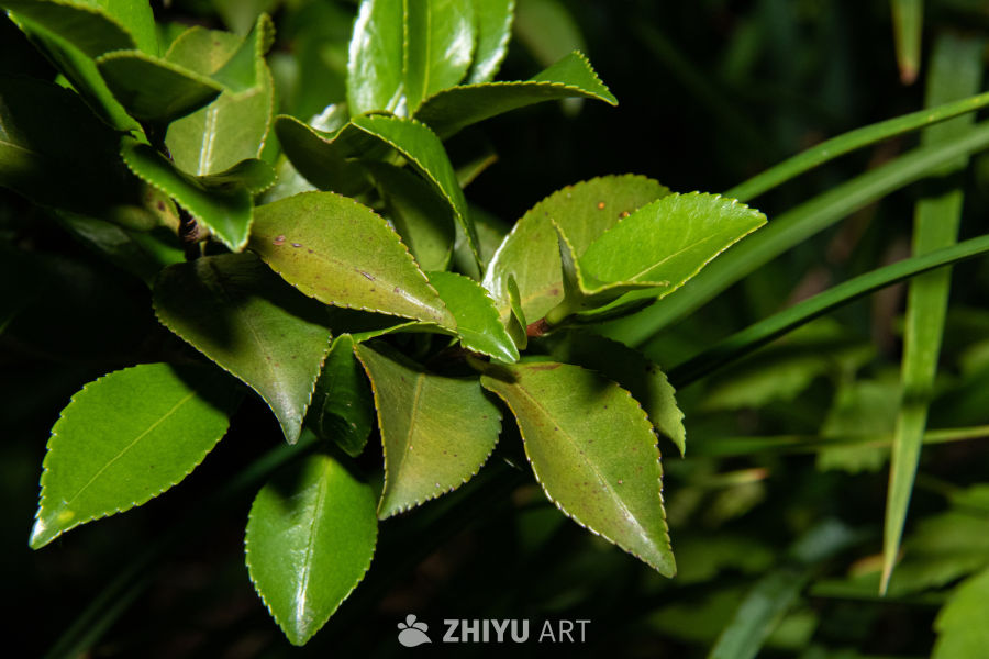 中药材与药材花 102