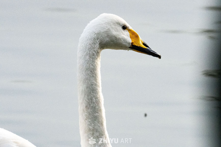 优雅天鹅特写