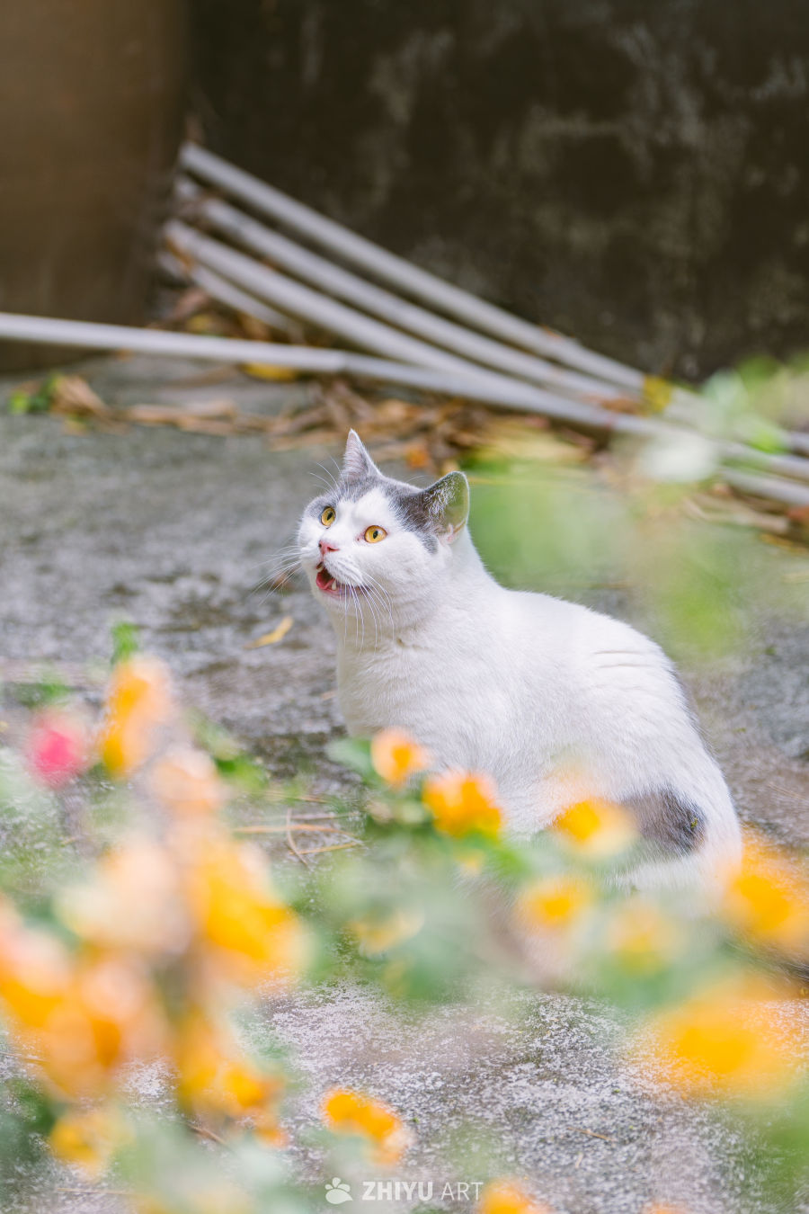 花丛中的猫咪