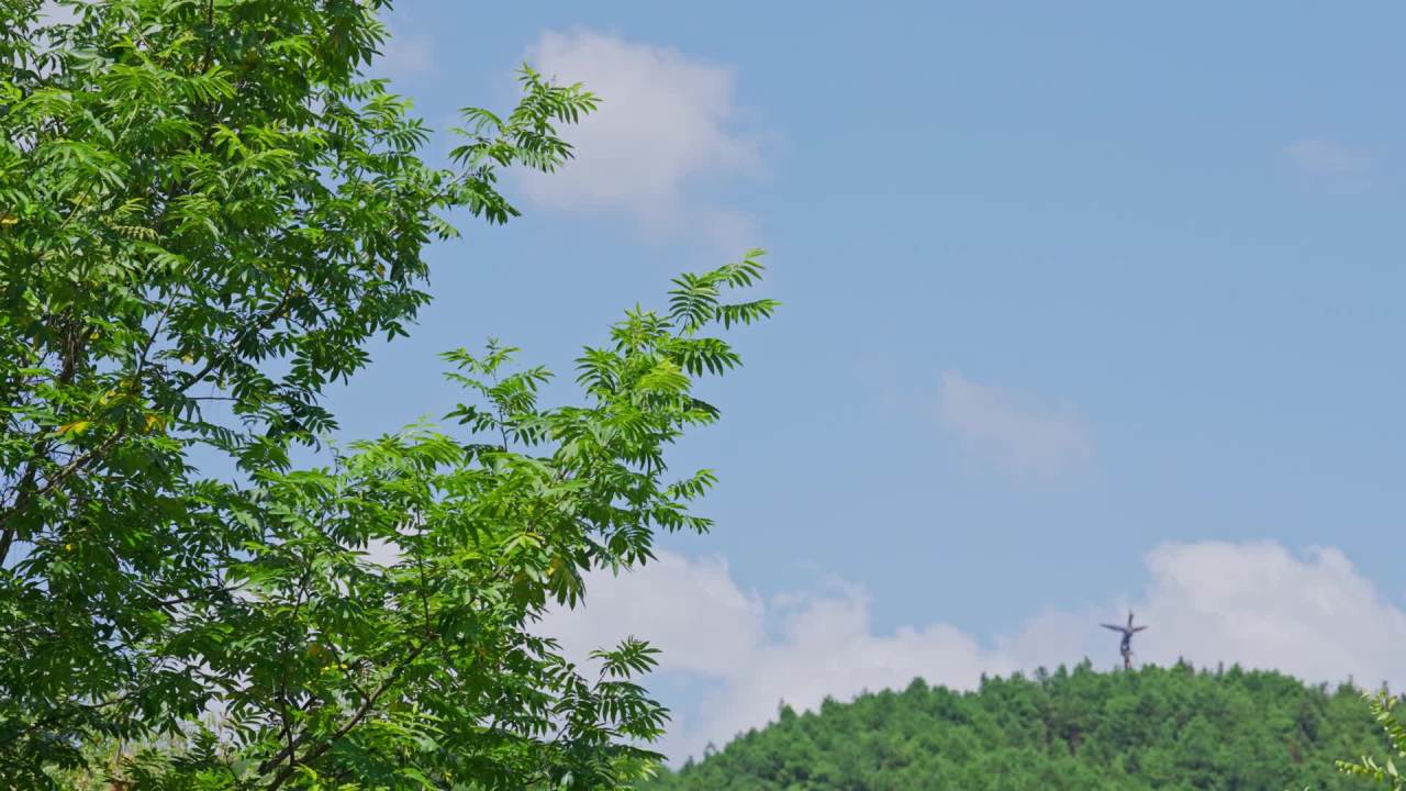 蓝天白云之下清新飘动的树叶