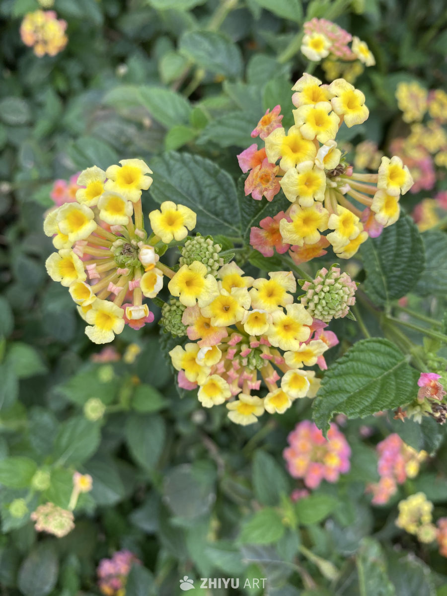 春日黄花绿叶图