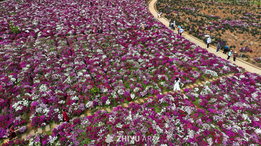 花海 14