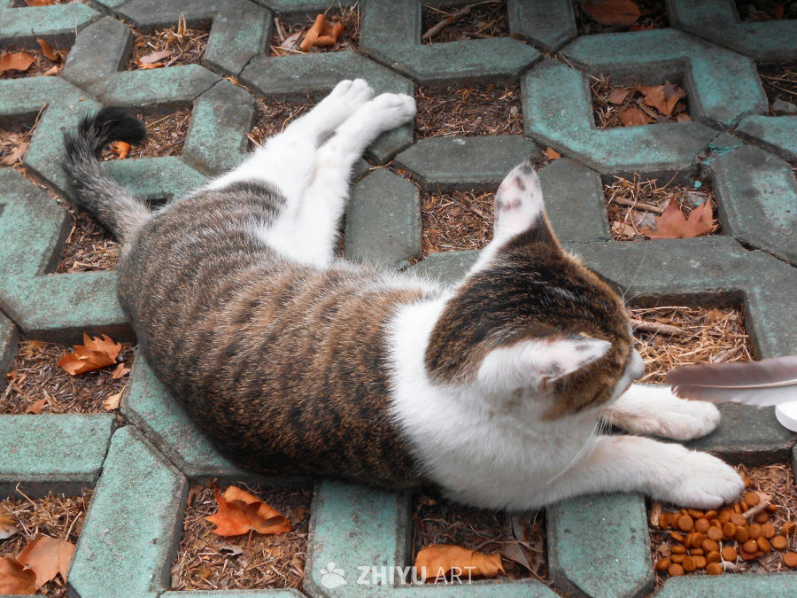 好米的猫猫