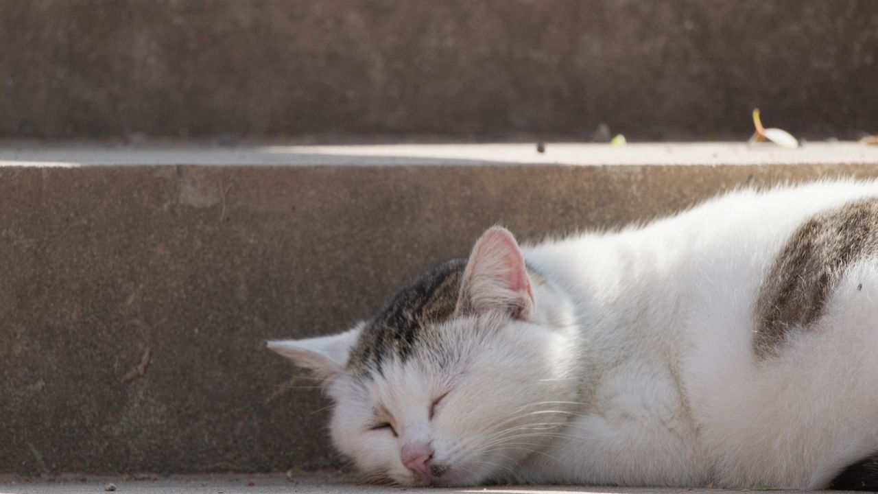 熟睡肥猫4K实拍
