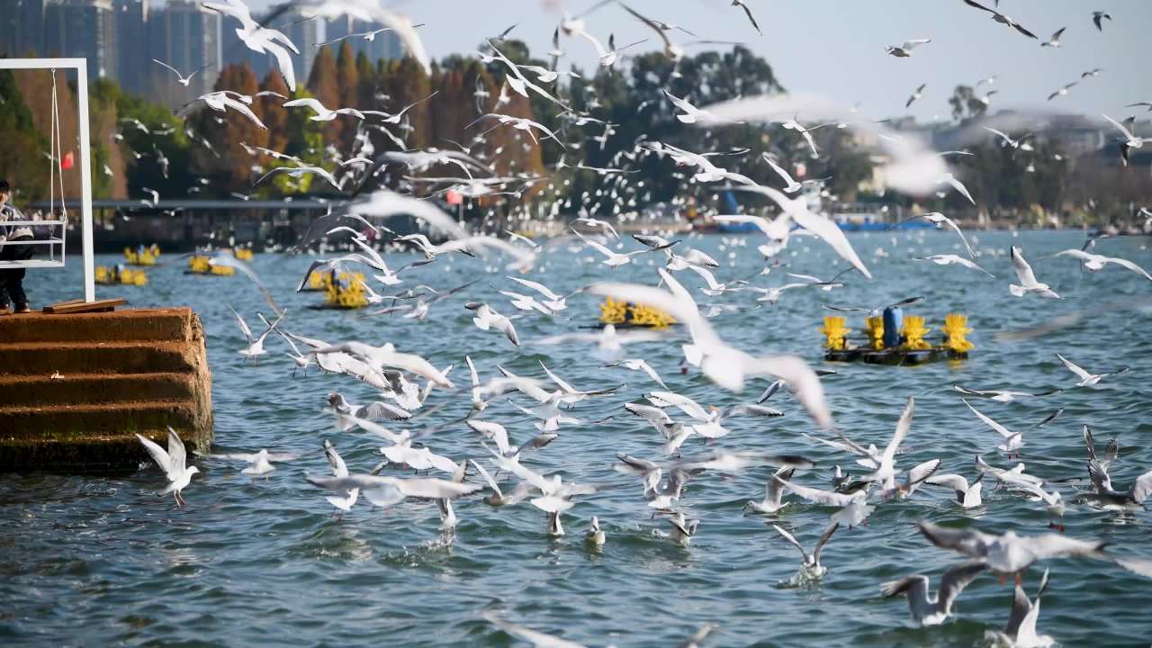 4k湿地公园  海鸥飞翔  鸟群飞翔