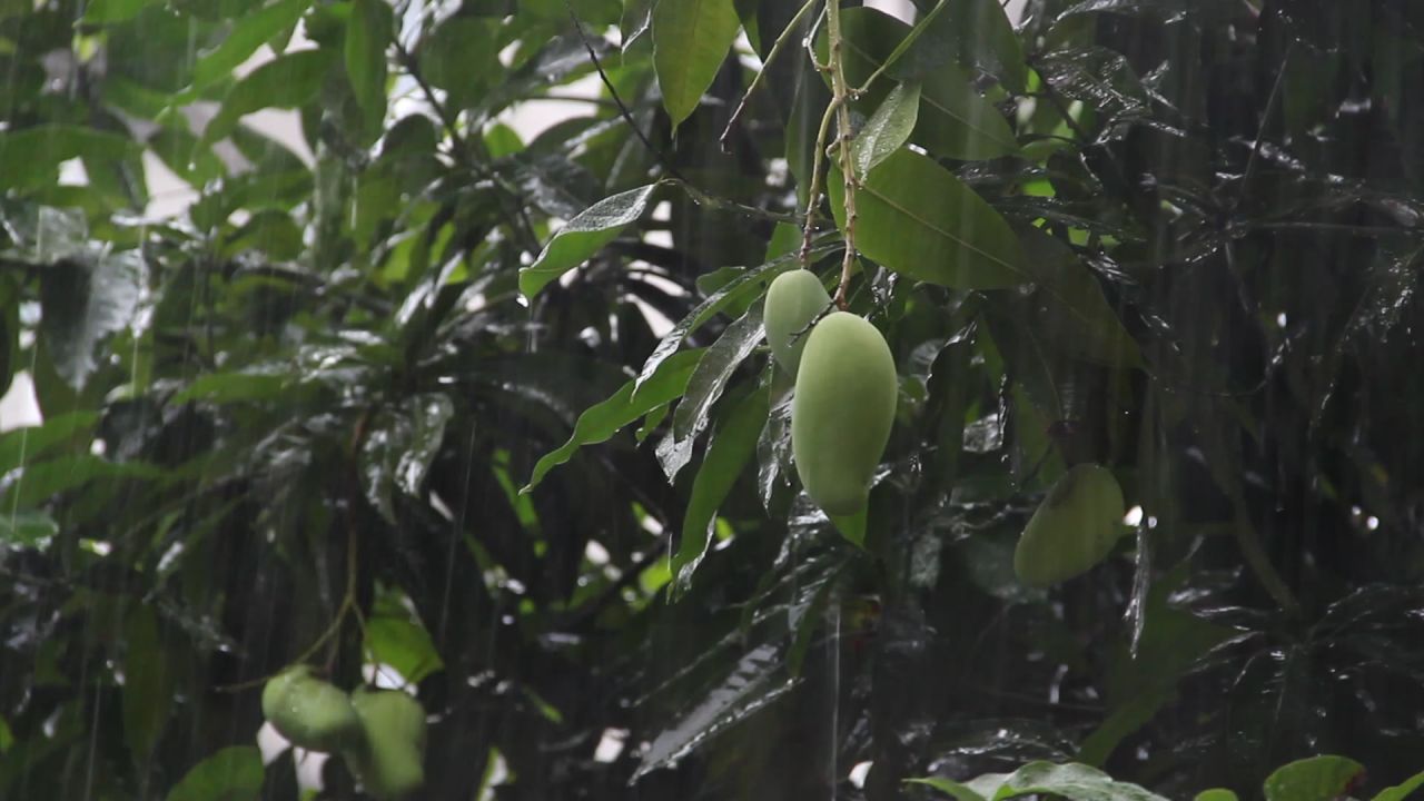 大雨中的几个芒果