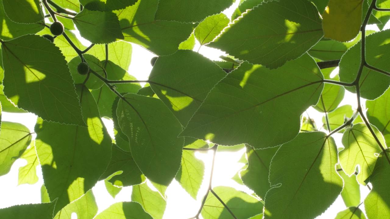植物树木树叶草丛绿色 4