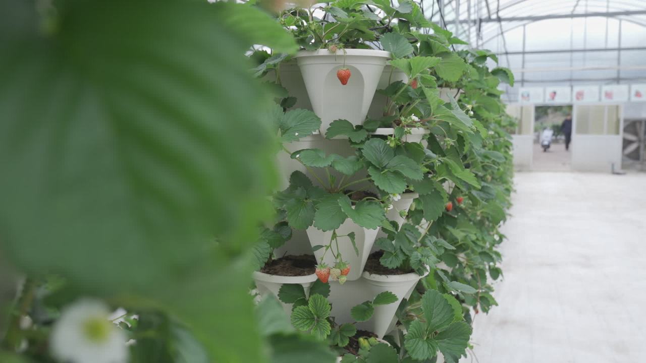 温室草莓 5