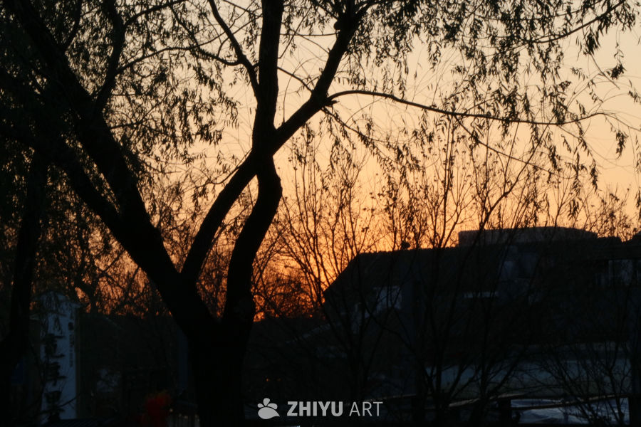 夕阳树影
