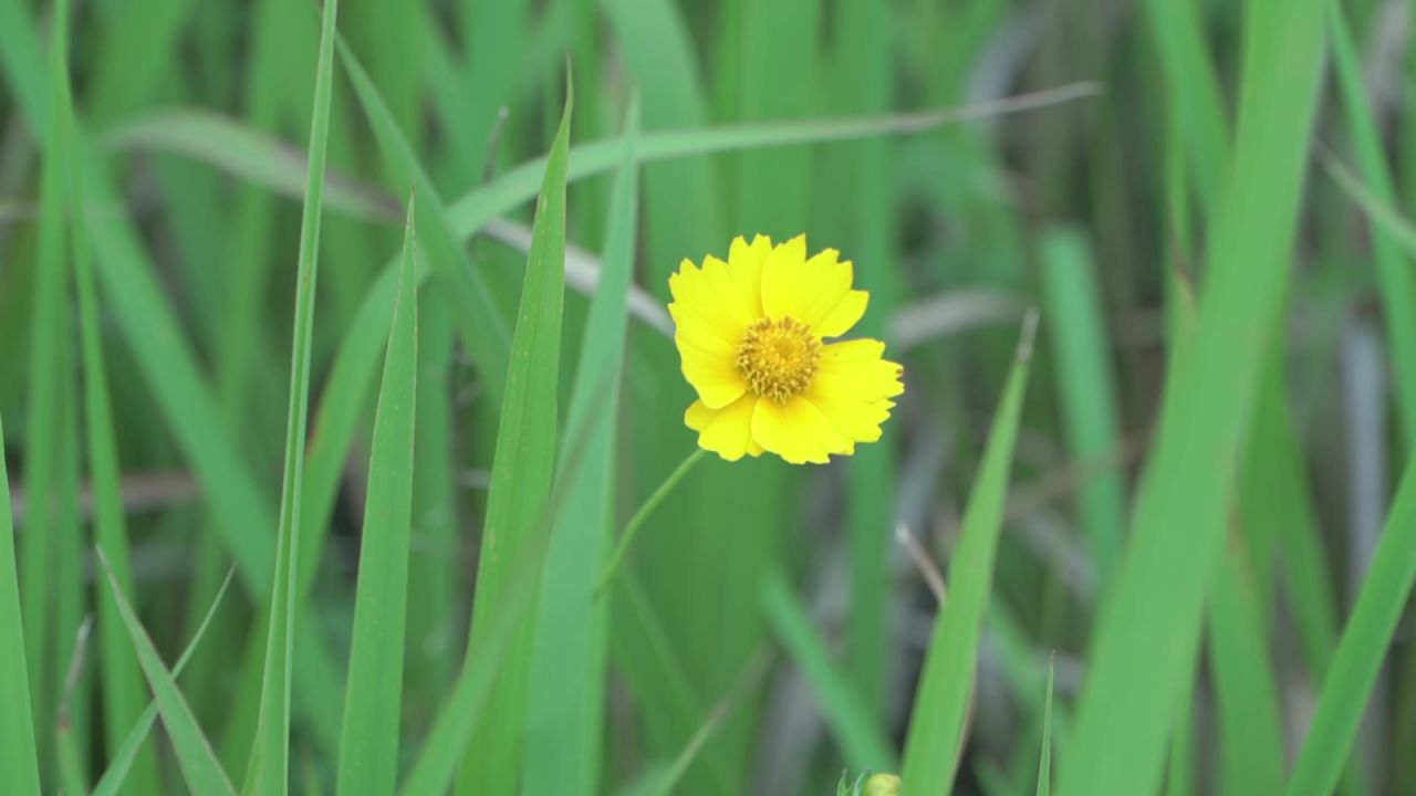 小黄花