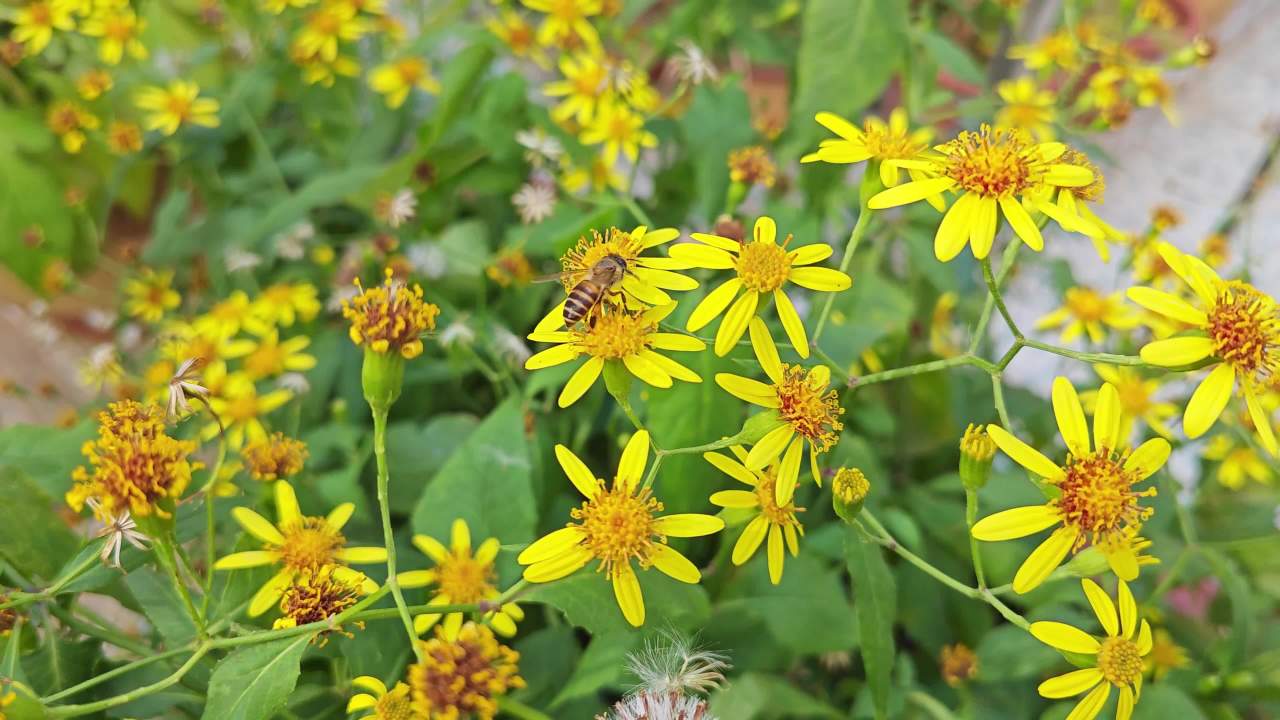 4K蜜蜂采蜜小黄花千里光