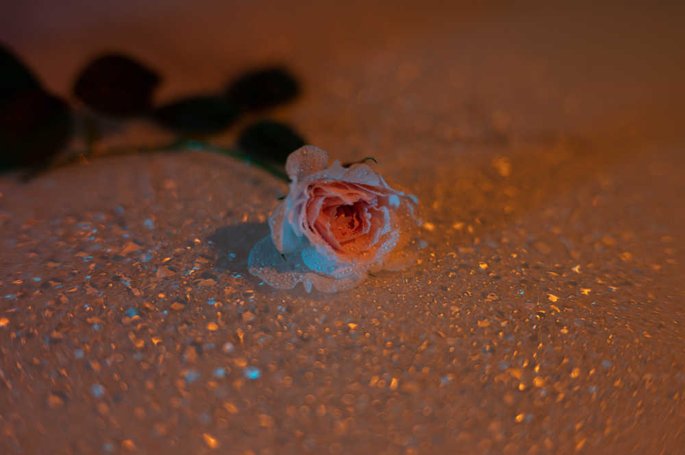 蔷薇花