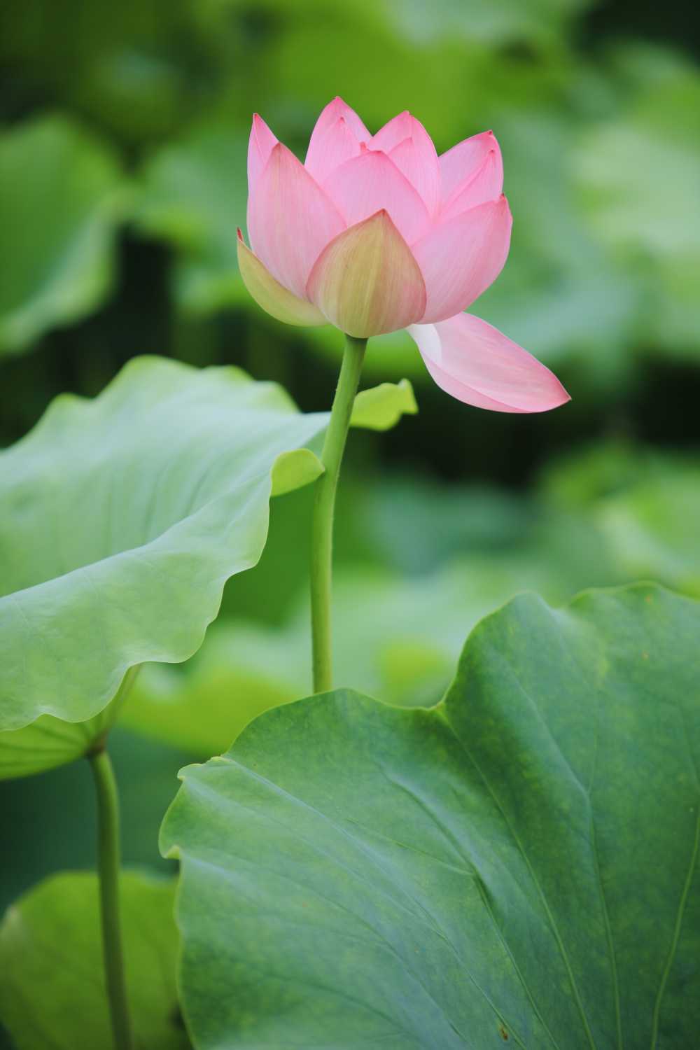 荷花荷叶池塘