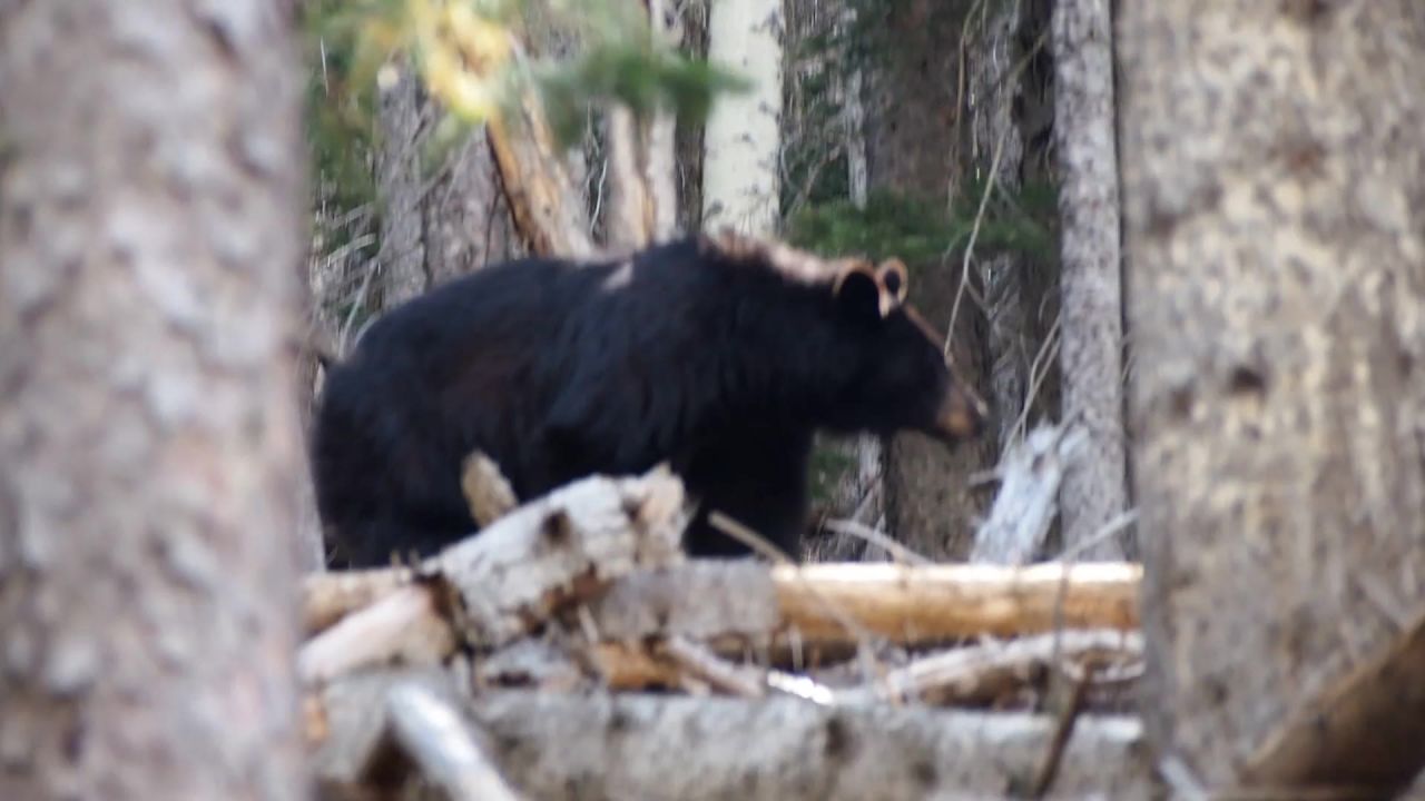 黑熊熊动物哺乳动物
