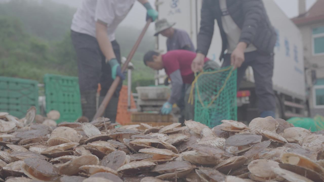 码头扇贝捕捞收获
