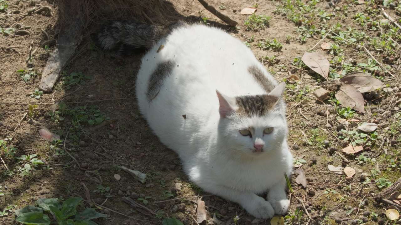公园的小猫咪流浪猫 12