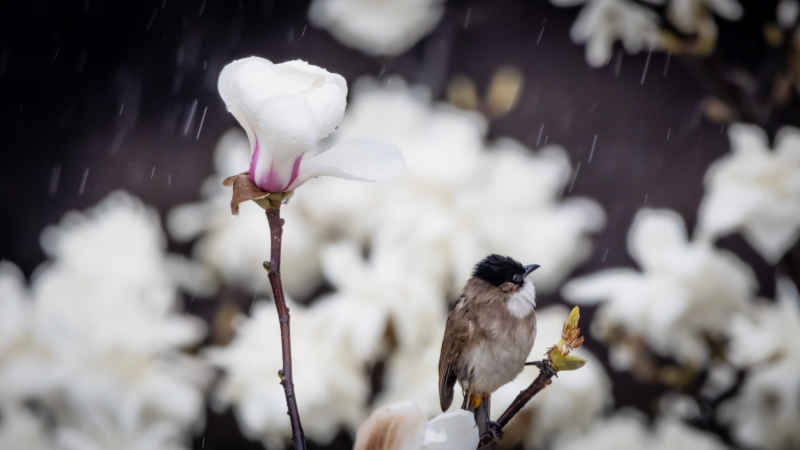 花卉摄影 16