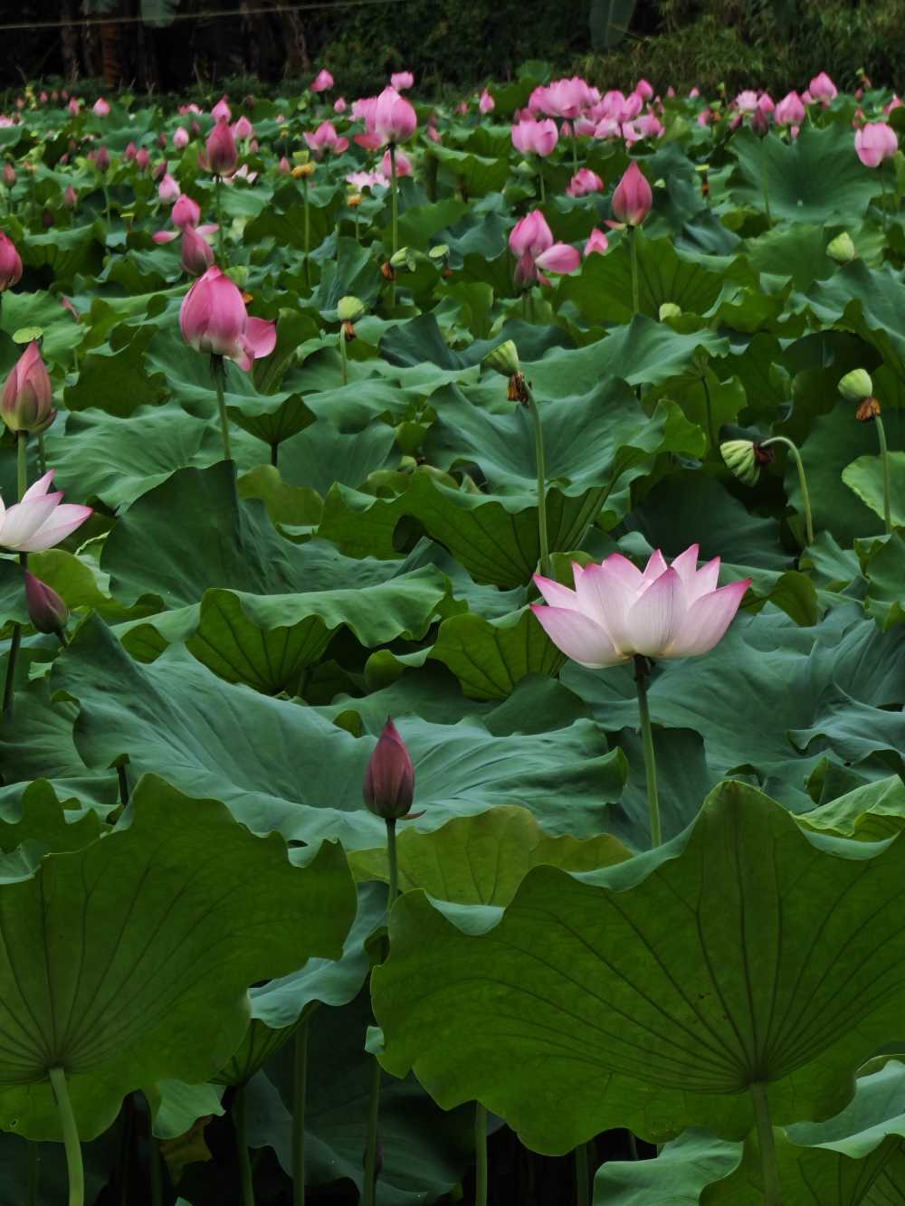 群荷
