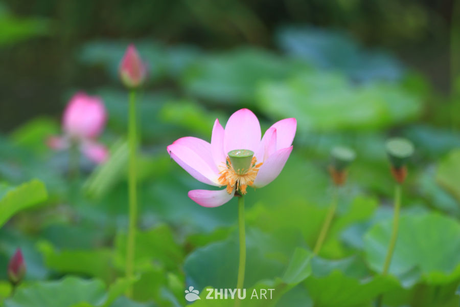 盛夏荷花 30