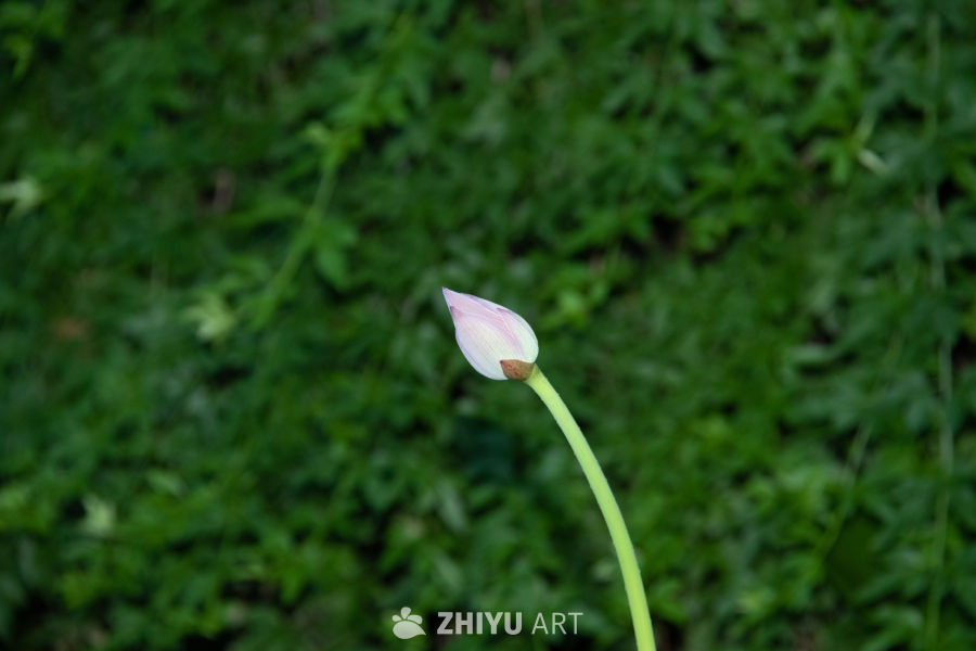 静待花开的莲