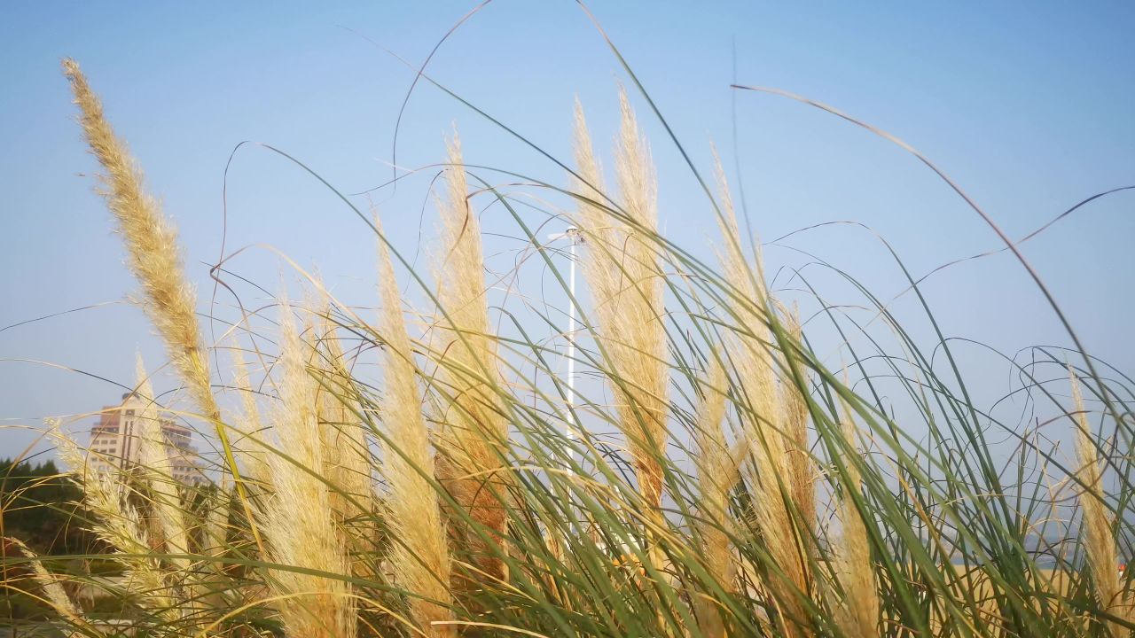 秋天枯萎植物野草芦苇实拍