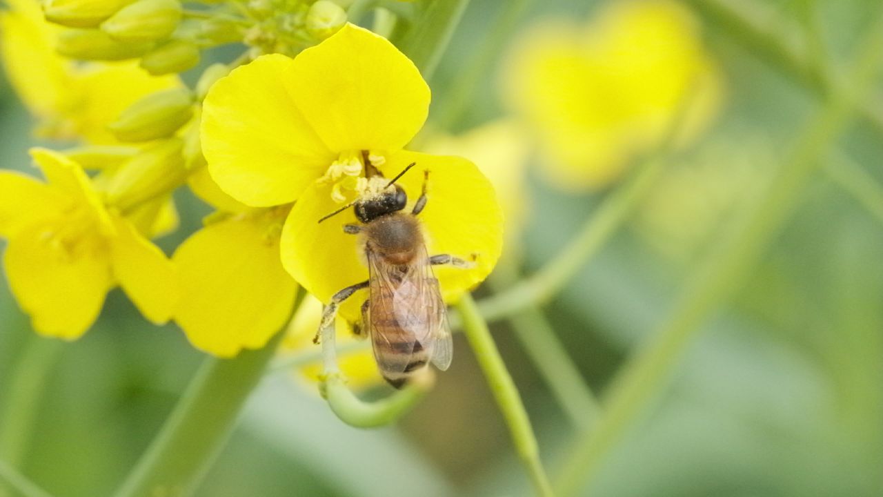 油菜花蜜蜂采蜜特写微距4K实拍