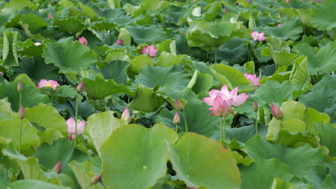 荷花 43
