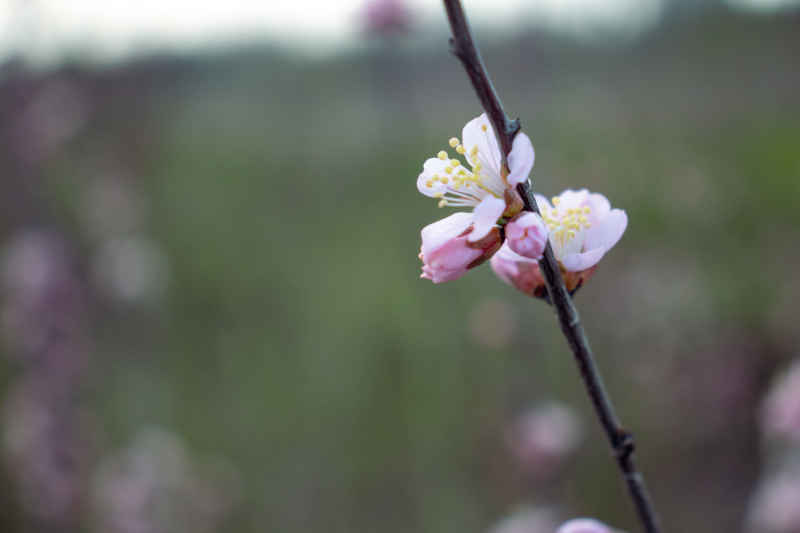 芳菲璇玑