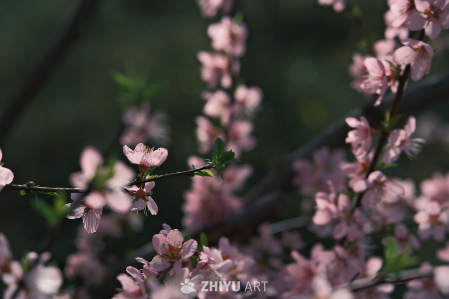 春天 12