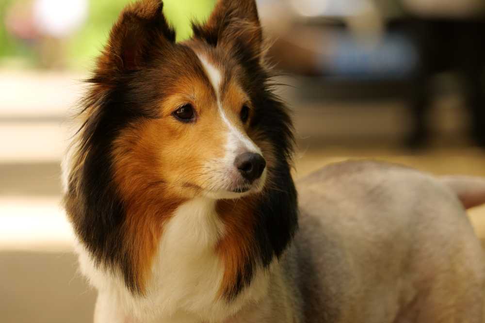 喜乐蒂牧羊犬