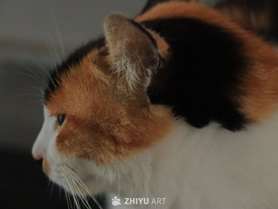 三色猫的侧脸特写