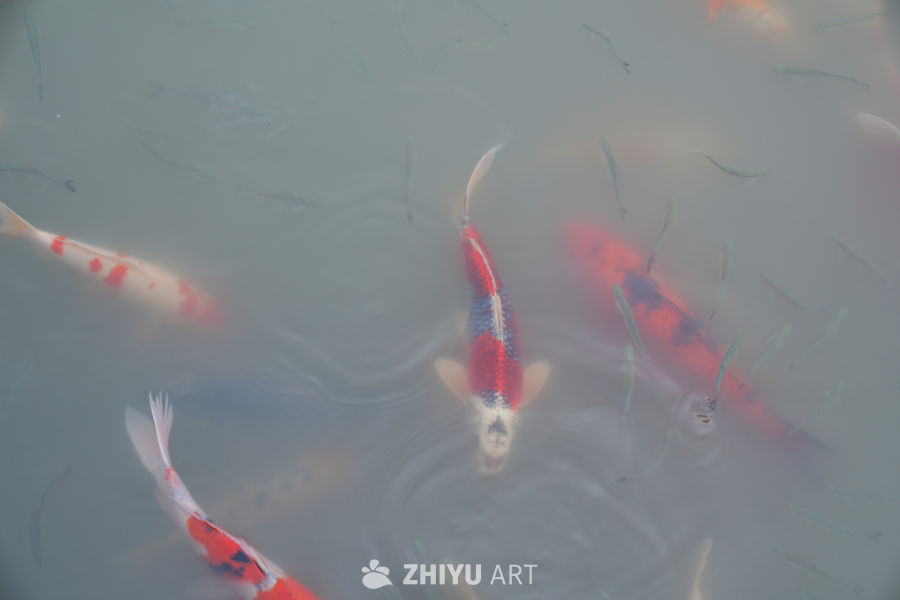 公园人工湖里的锦鲤 7