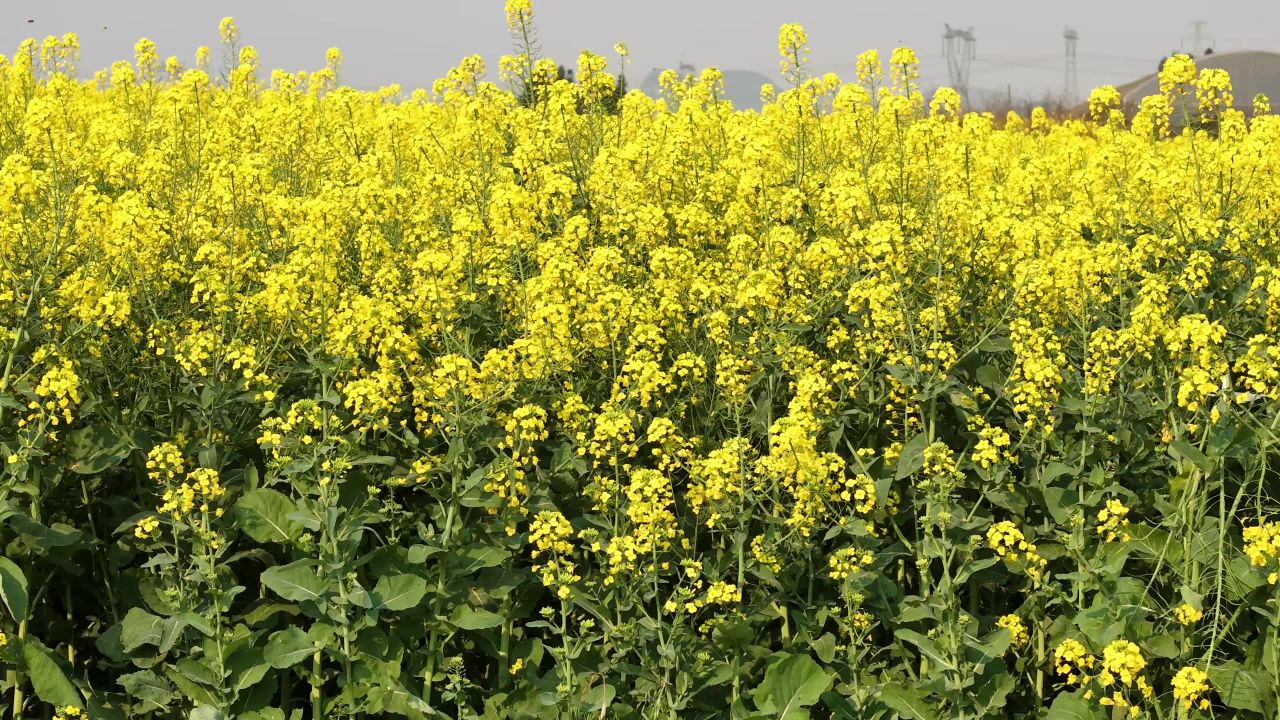 油菜花开的田野
