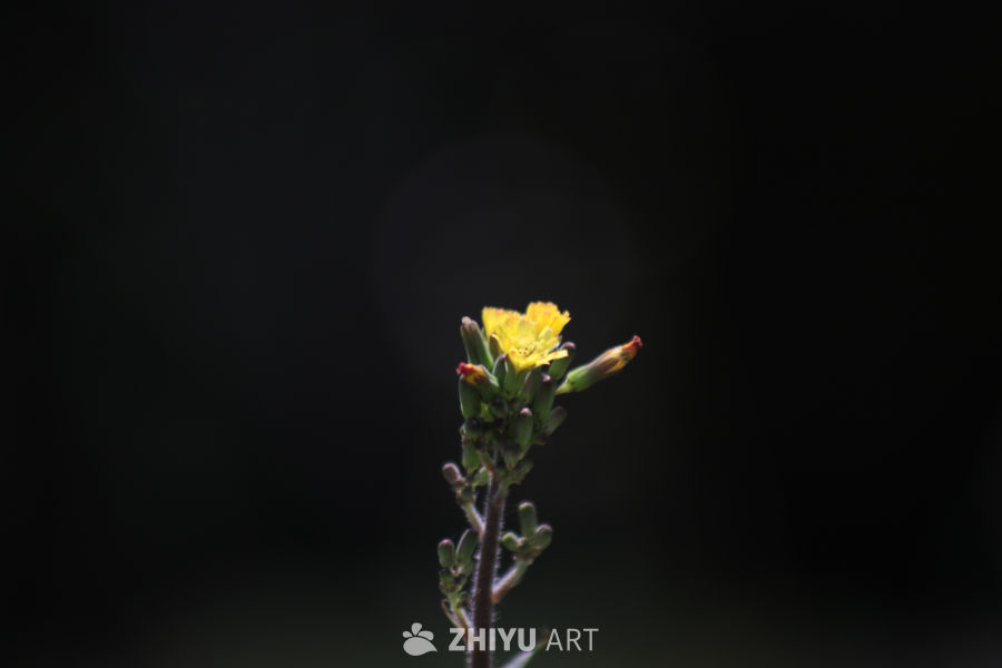 微光中的小黄花