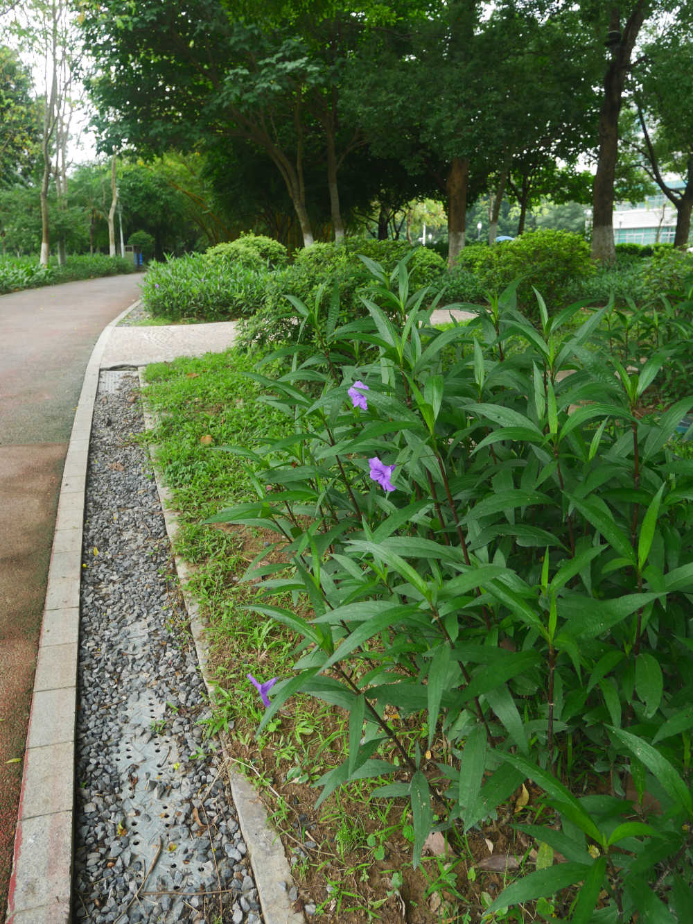 路边的蓝花草