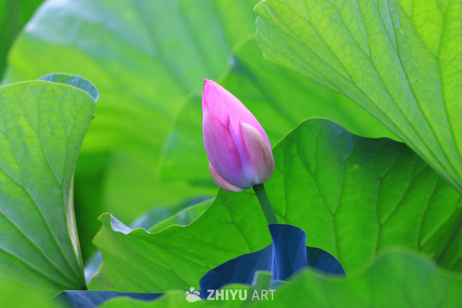 盛夏荷花 180