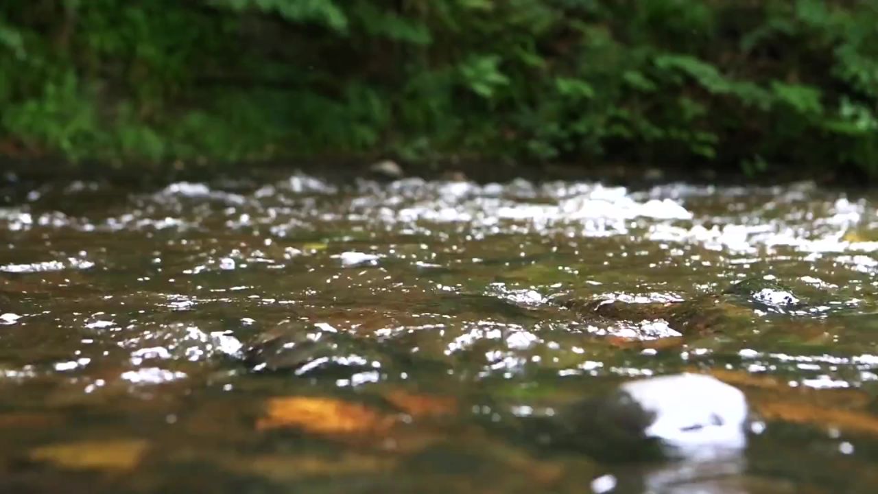 水河溪流自然议案