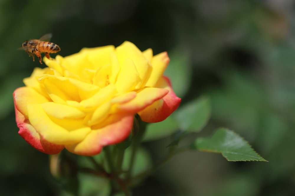 月季蜜蜂