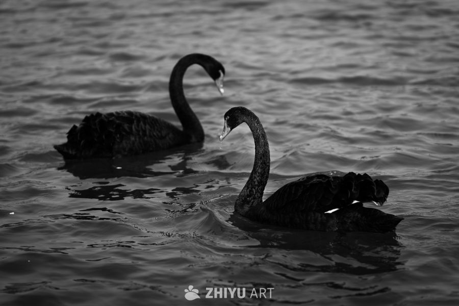 黑天鹅的静谧时光