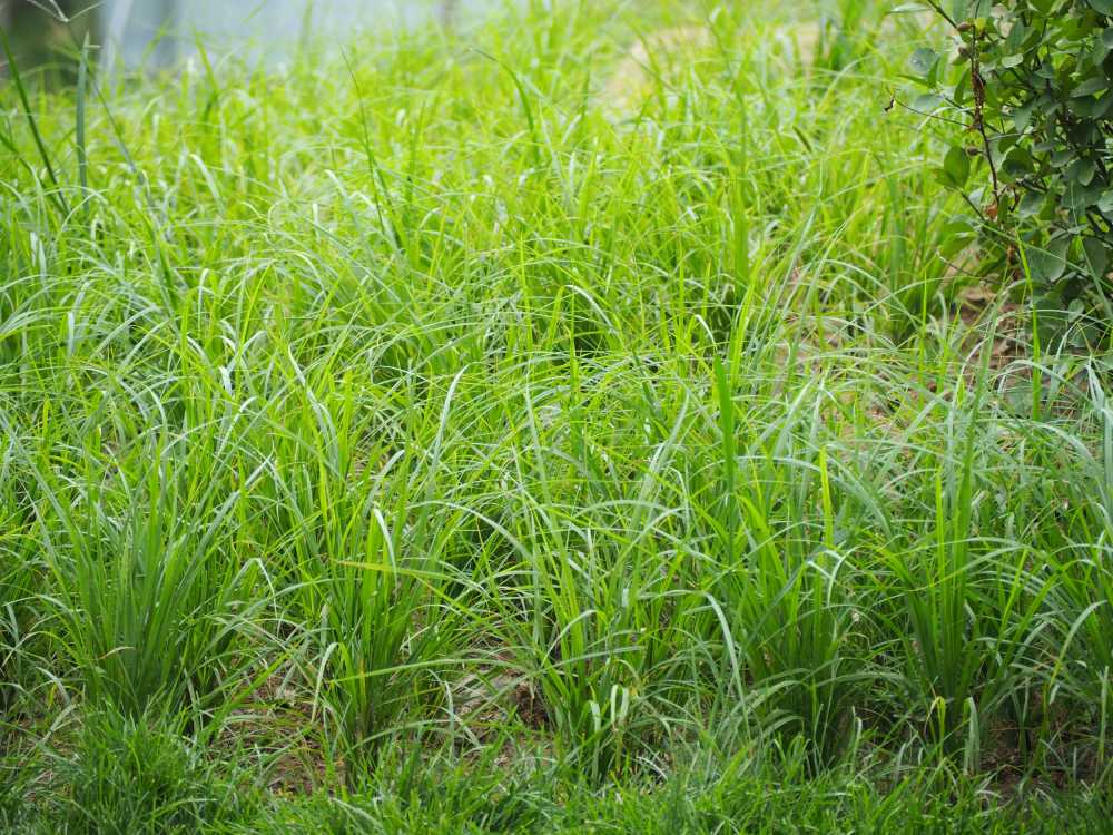 植物园采风