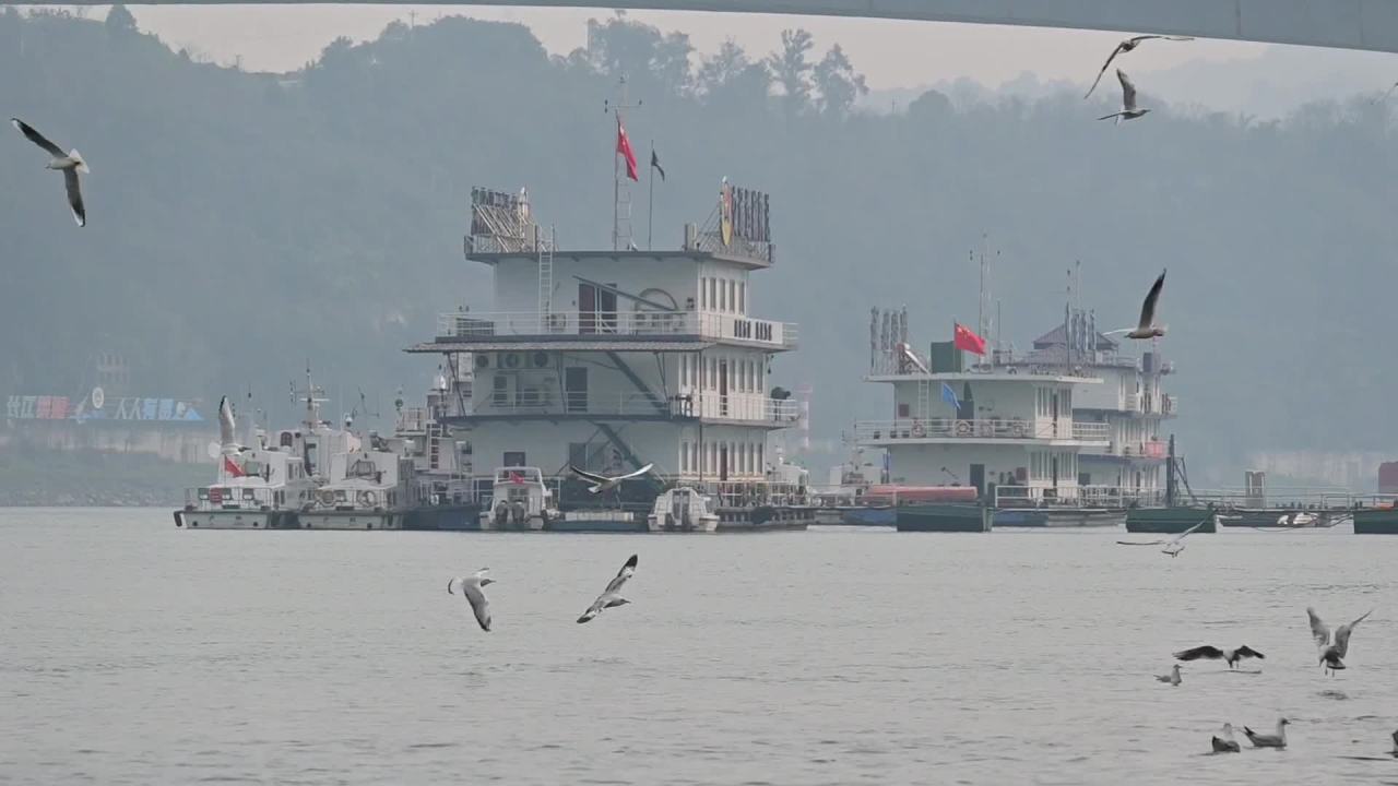 江上轮船与飞翔的海鸥