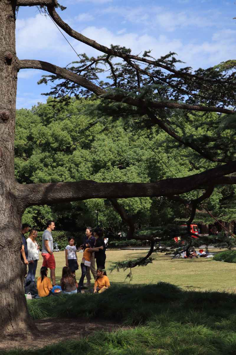 中山公园树荫派对
